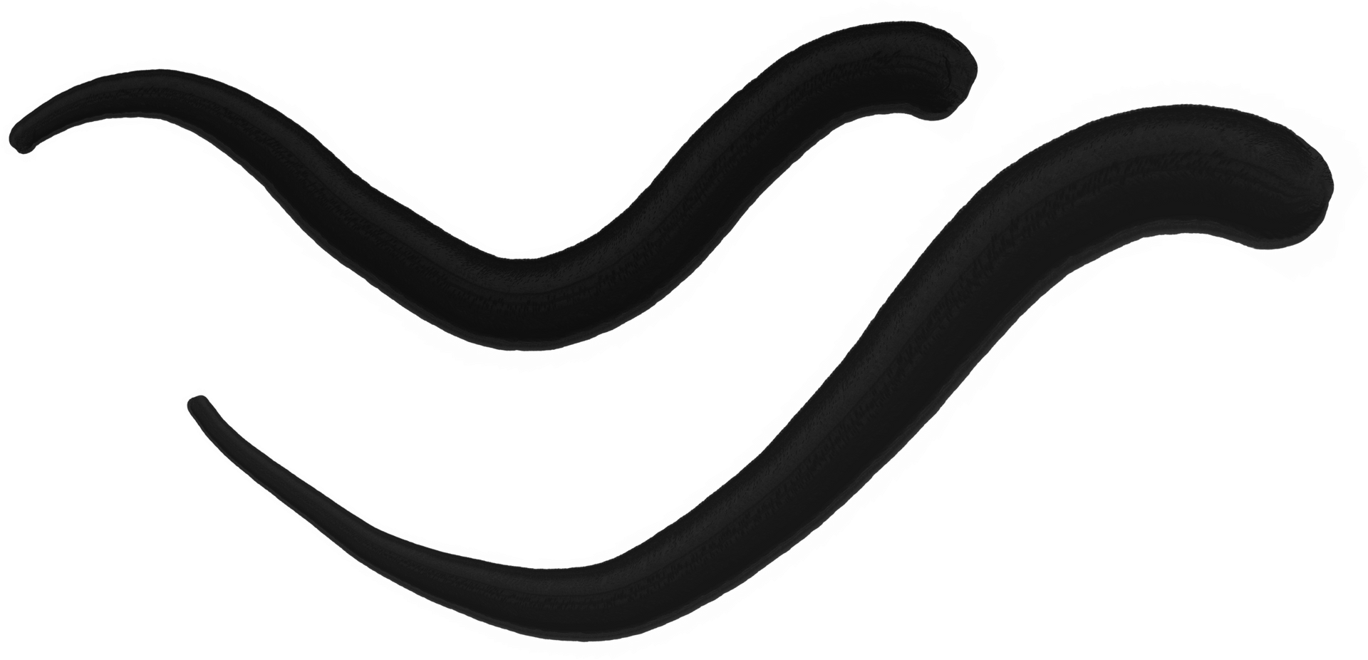 Two black wavy curved lines on a white background
