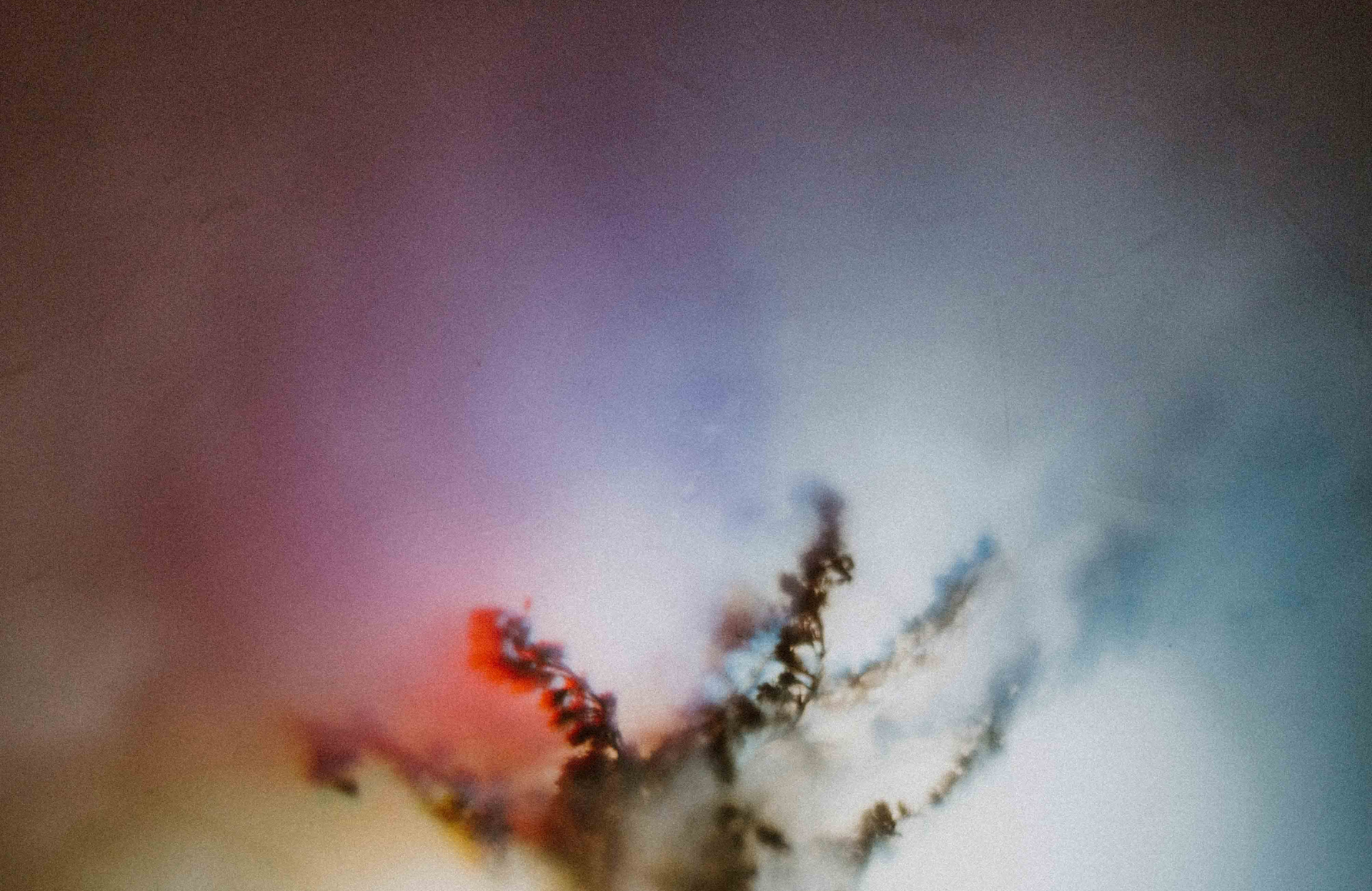 Abstract blurry scene with dark branches against a soft pink, blue, and cream background