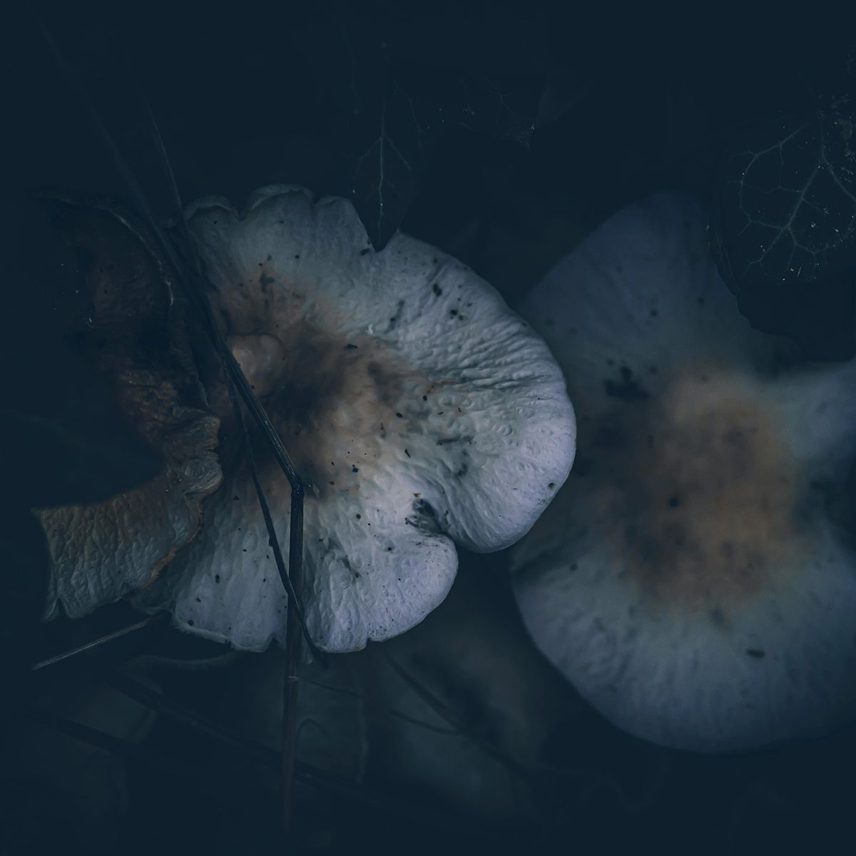 Two pale mushrooms on dark ground, one damaged with a brown center