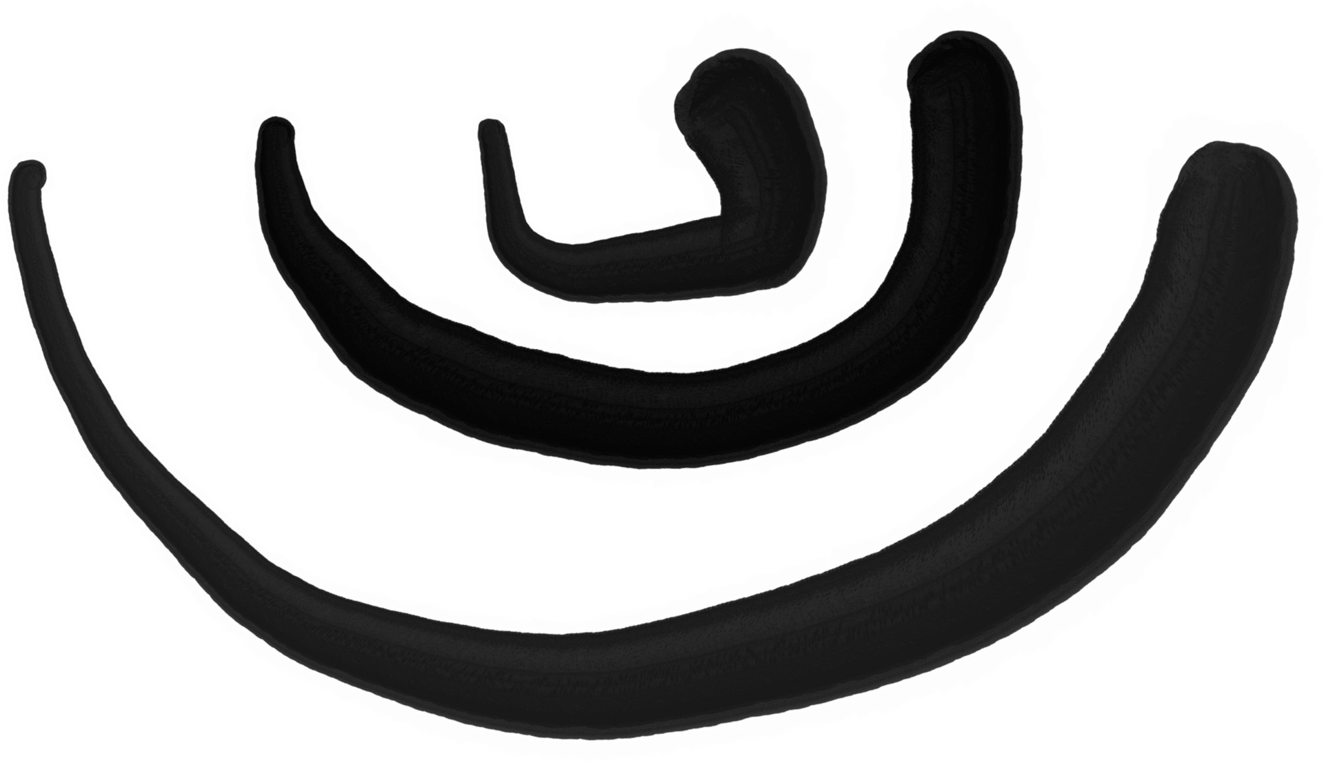 Black nested curved brushstroke shapes on a white background