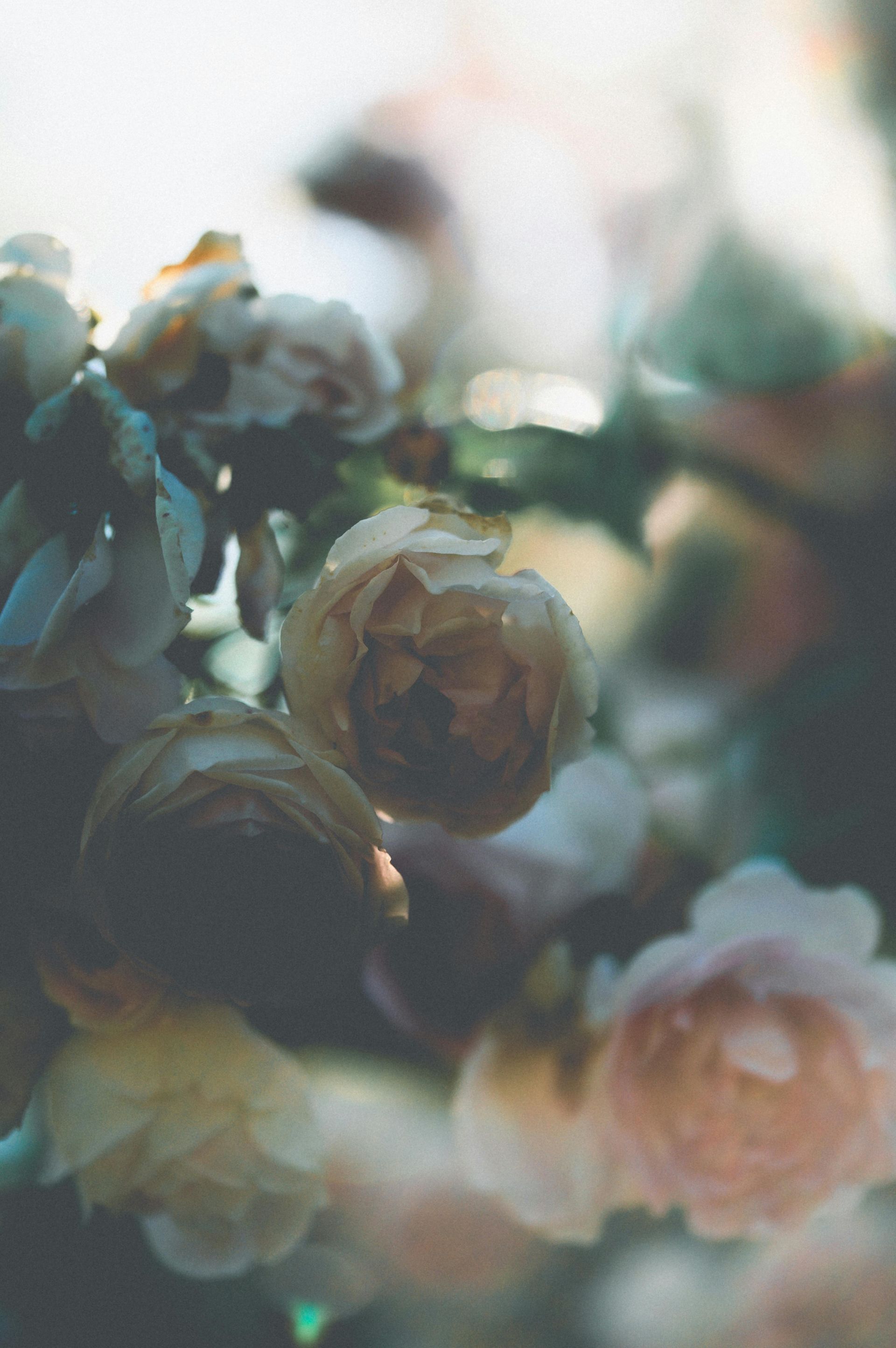 Soft-focus bouquet of pale cream and peach roses with green leaves in natural light