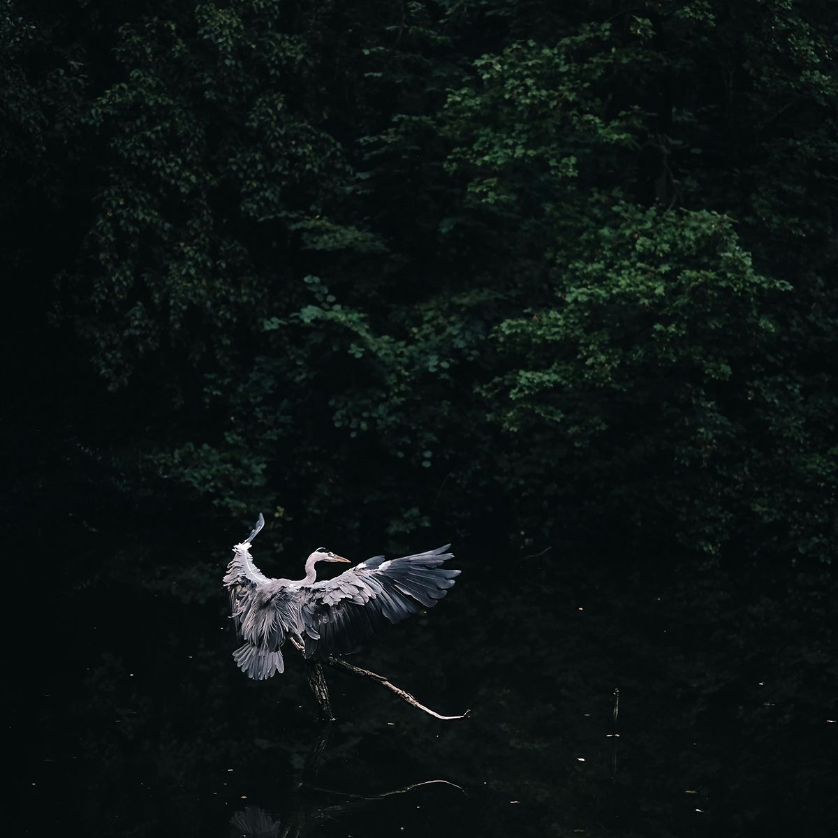White bird gliding low over dark water in a shadowy forest