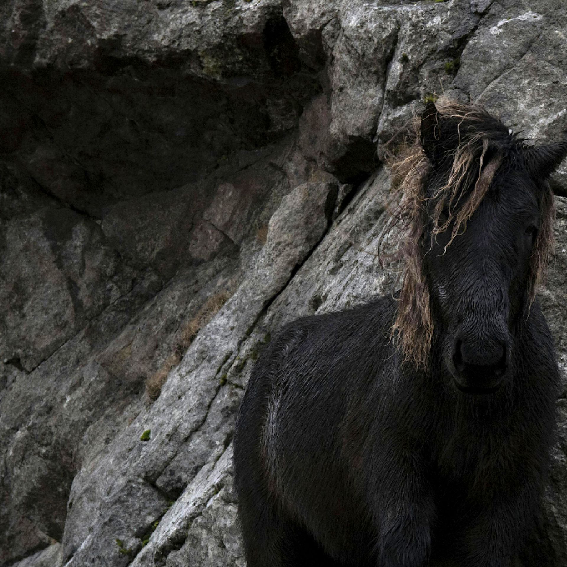 Dark goat standing against rocky cliff face