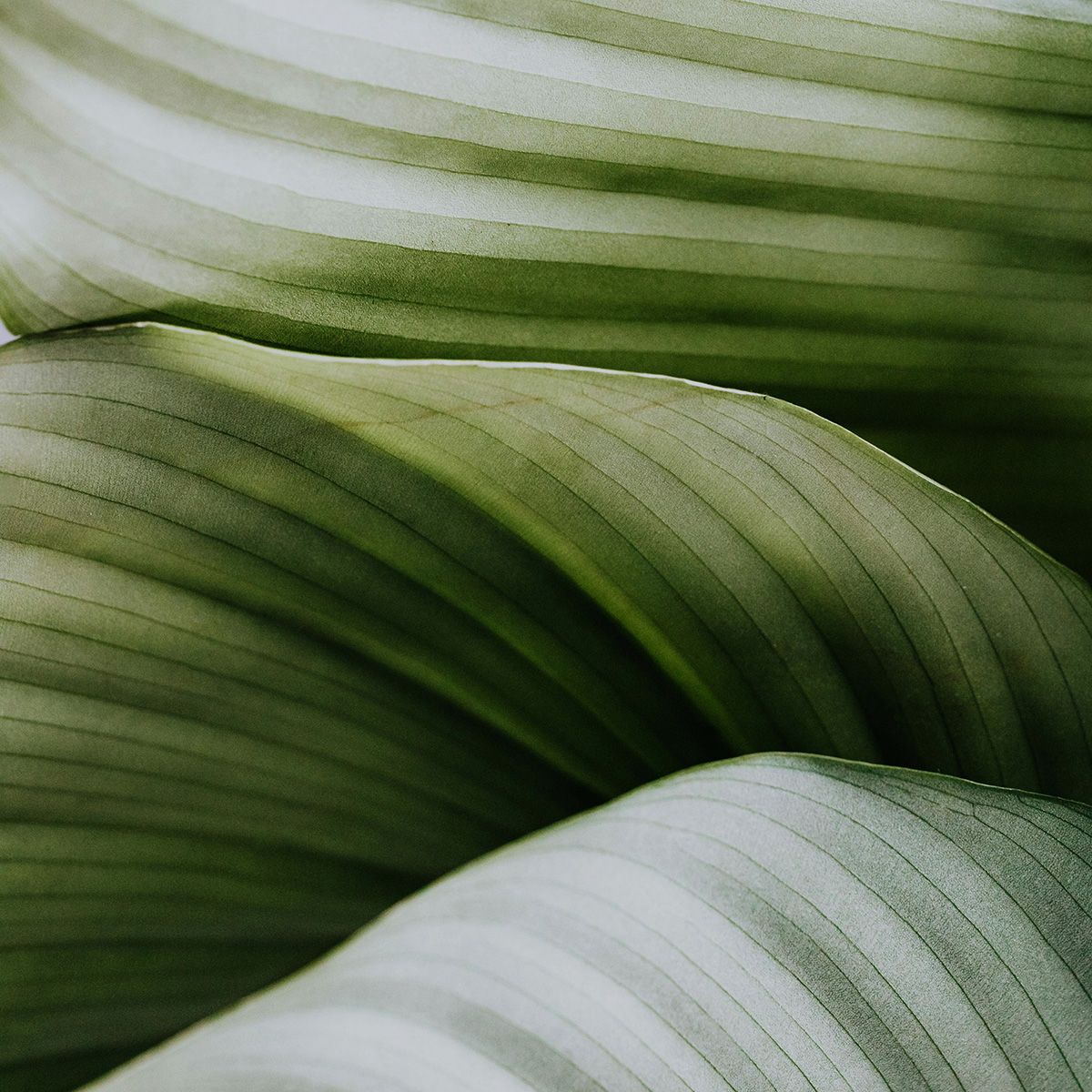 Close-up of overlapping green leaf blades with soft light and shadows