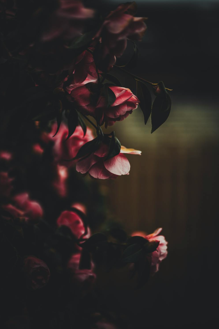 Image of pink flowers
