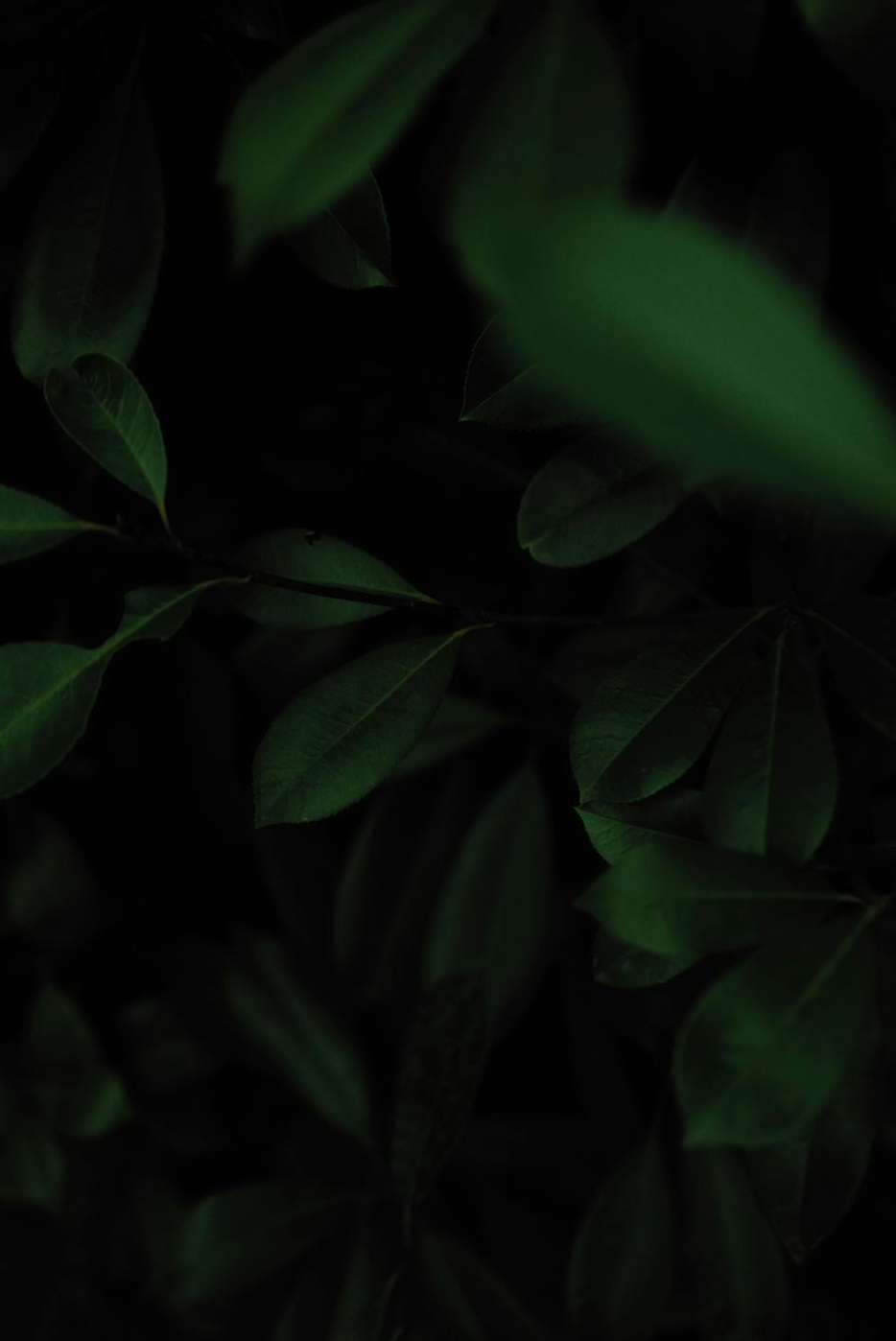 Green leaves against a dark background.
