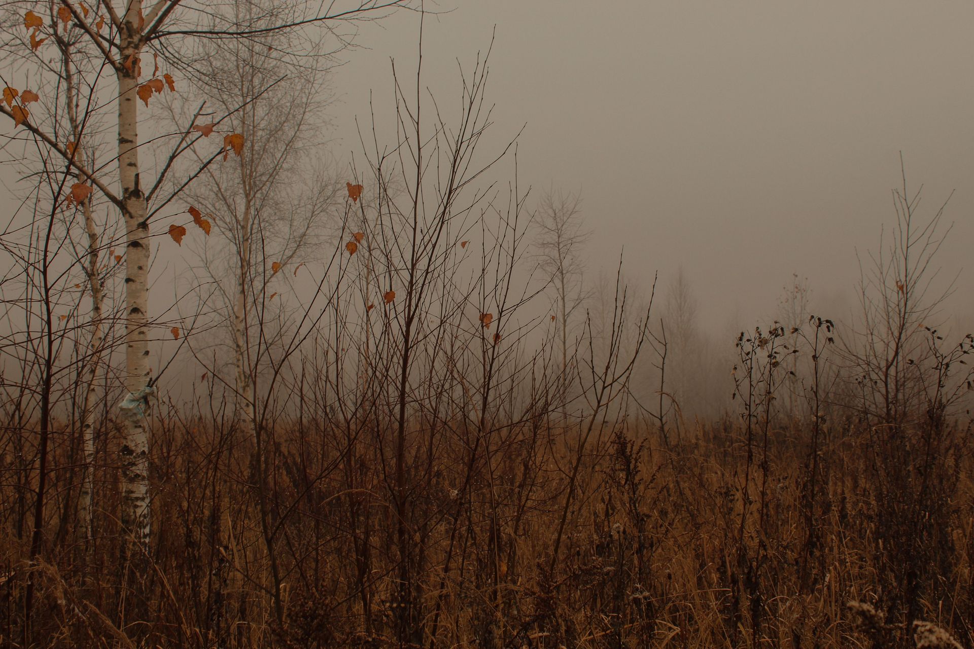Misty autumn field with birch trees, bare branches, and a few last orange leaves as fog closes in du