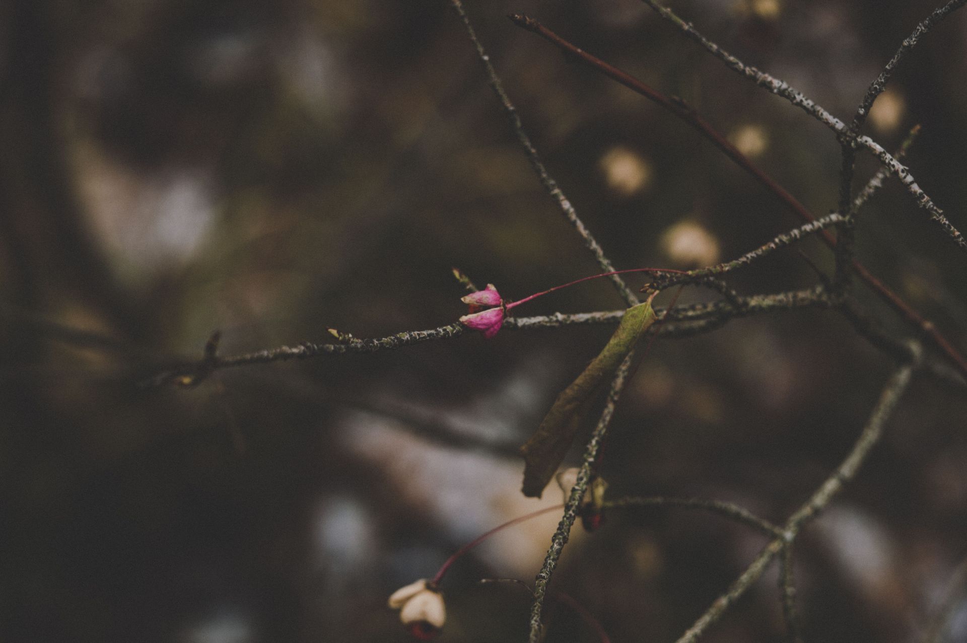 A single pink bud opening on a bare, lichen-covered branch