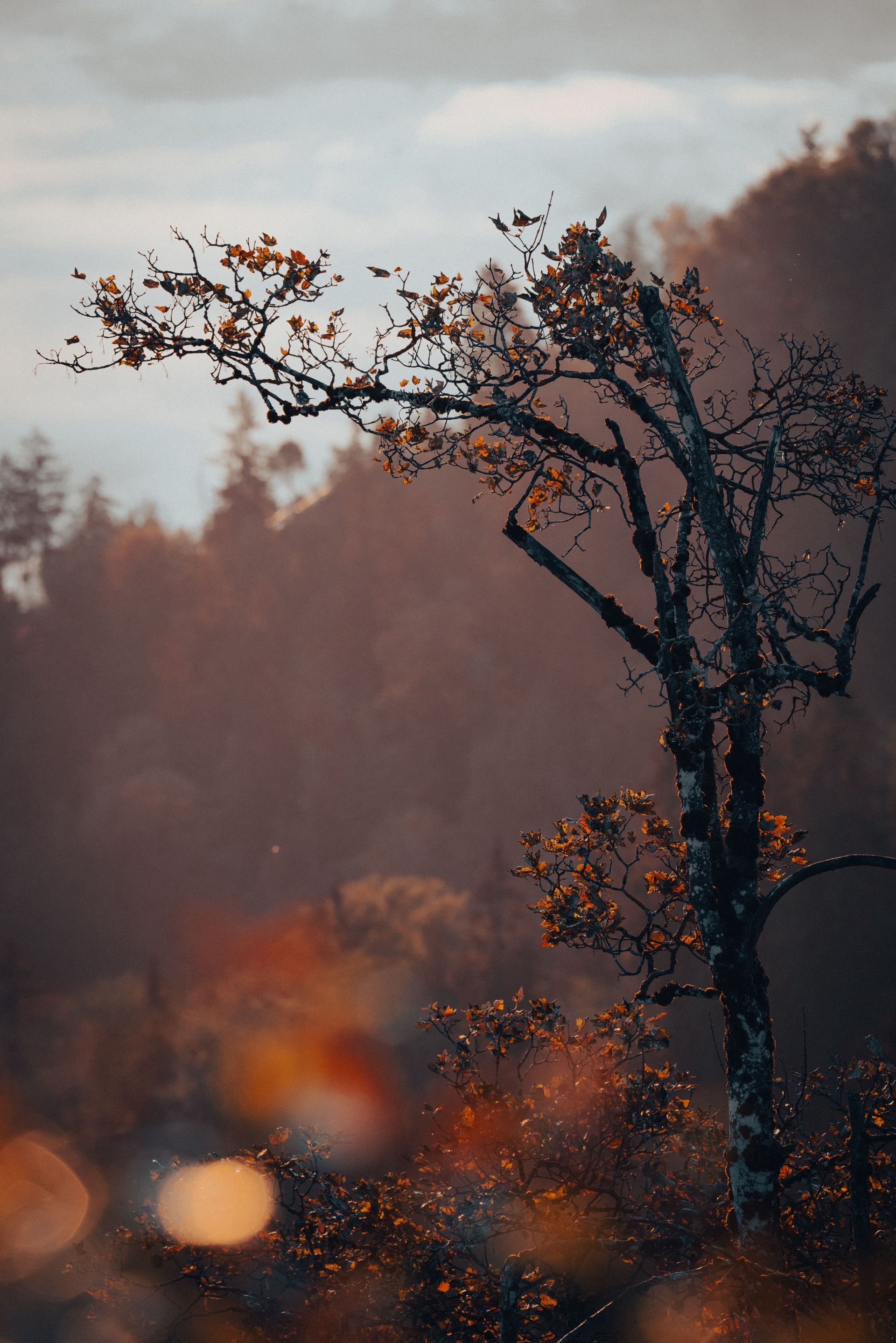 Bare tree with the last orange leaves glowing in late afternoon light over a misty forest
