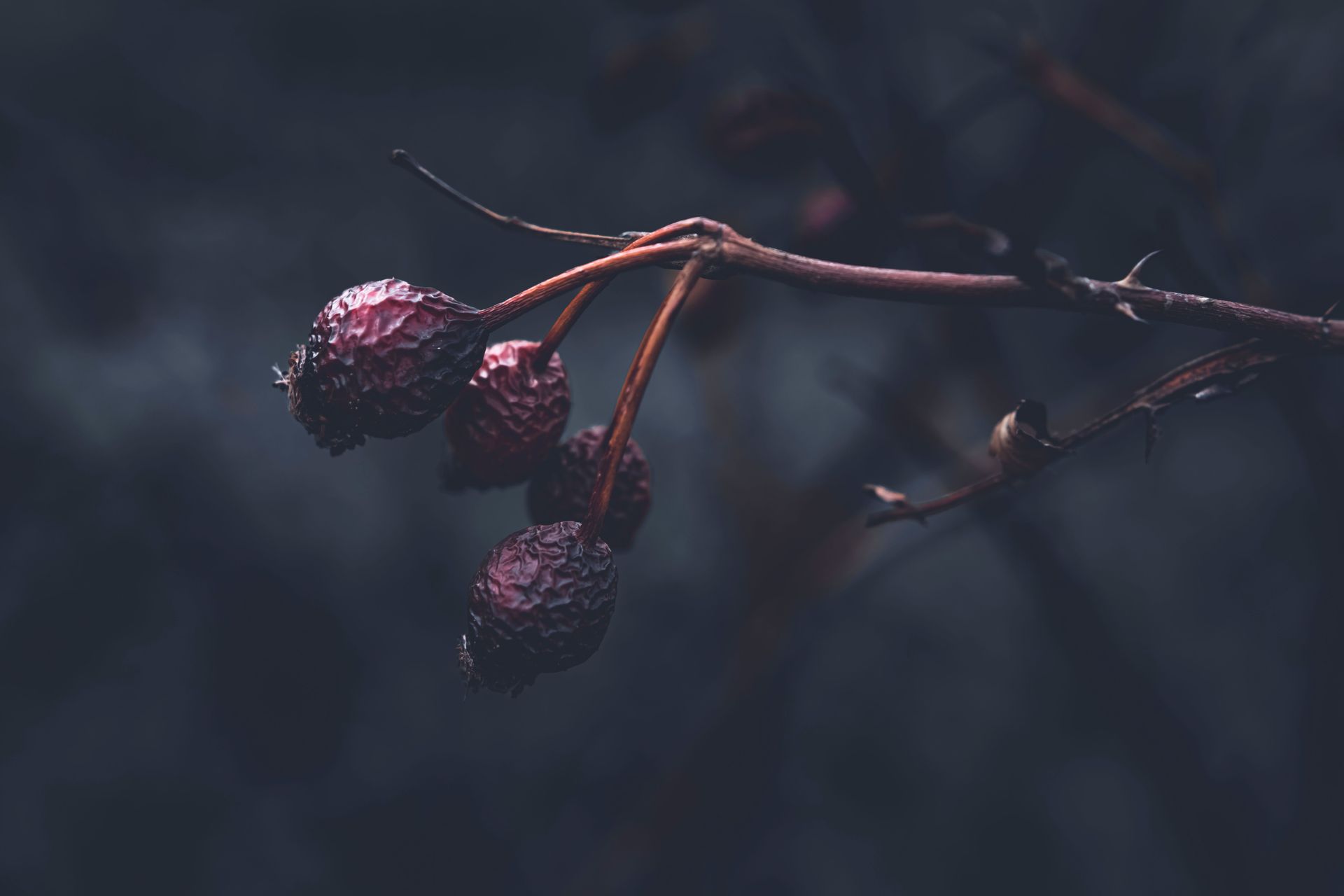 Dried rose hips hanging from a thorny branch against a dark background