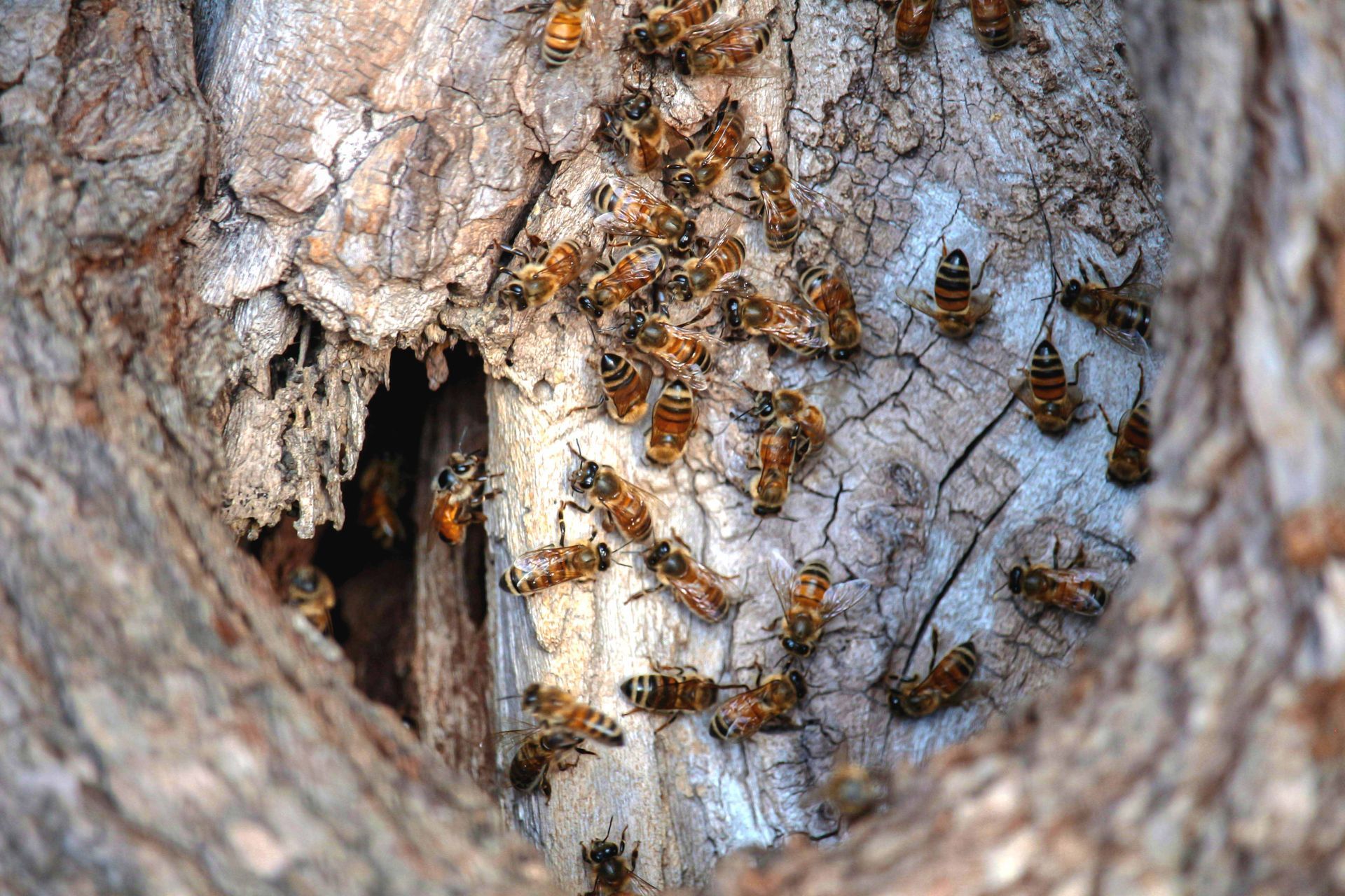 Bees in a tree
