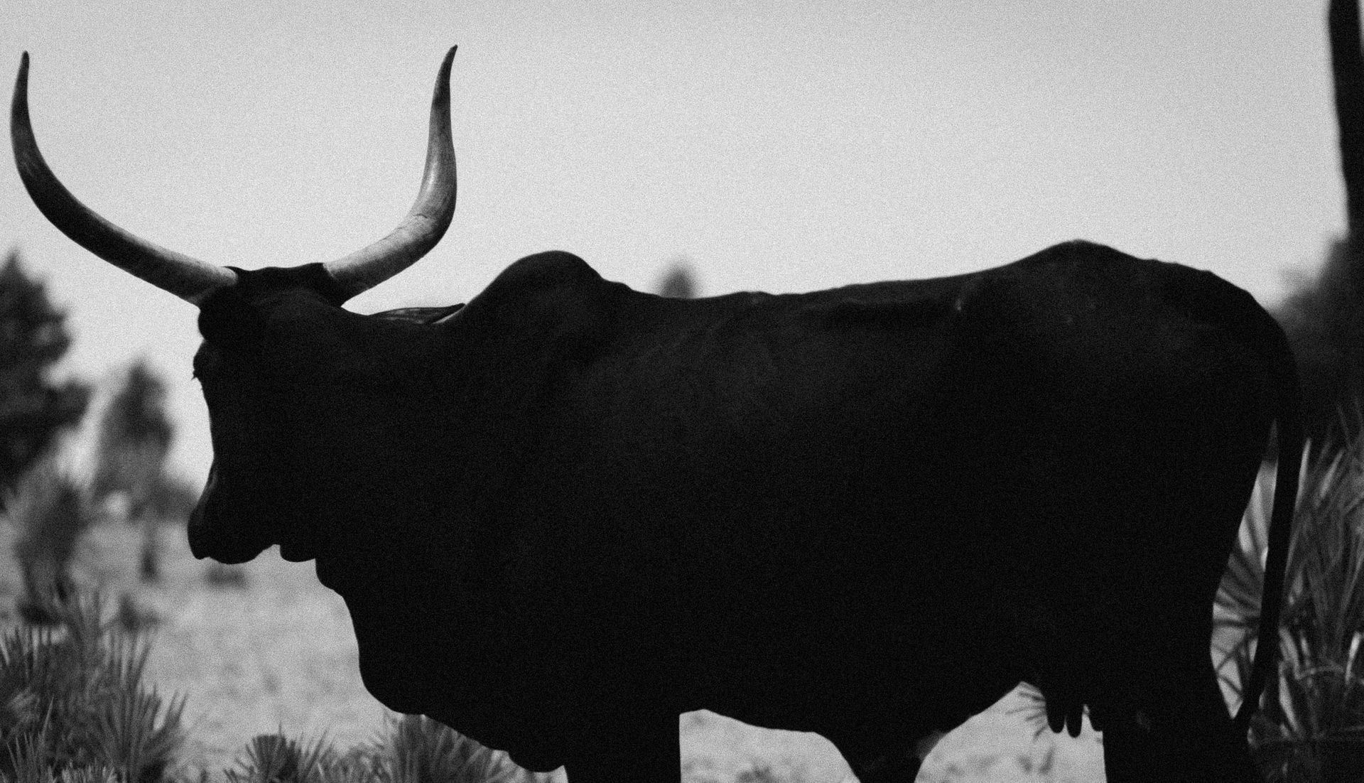 Image of a black bull against a sky sky. 