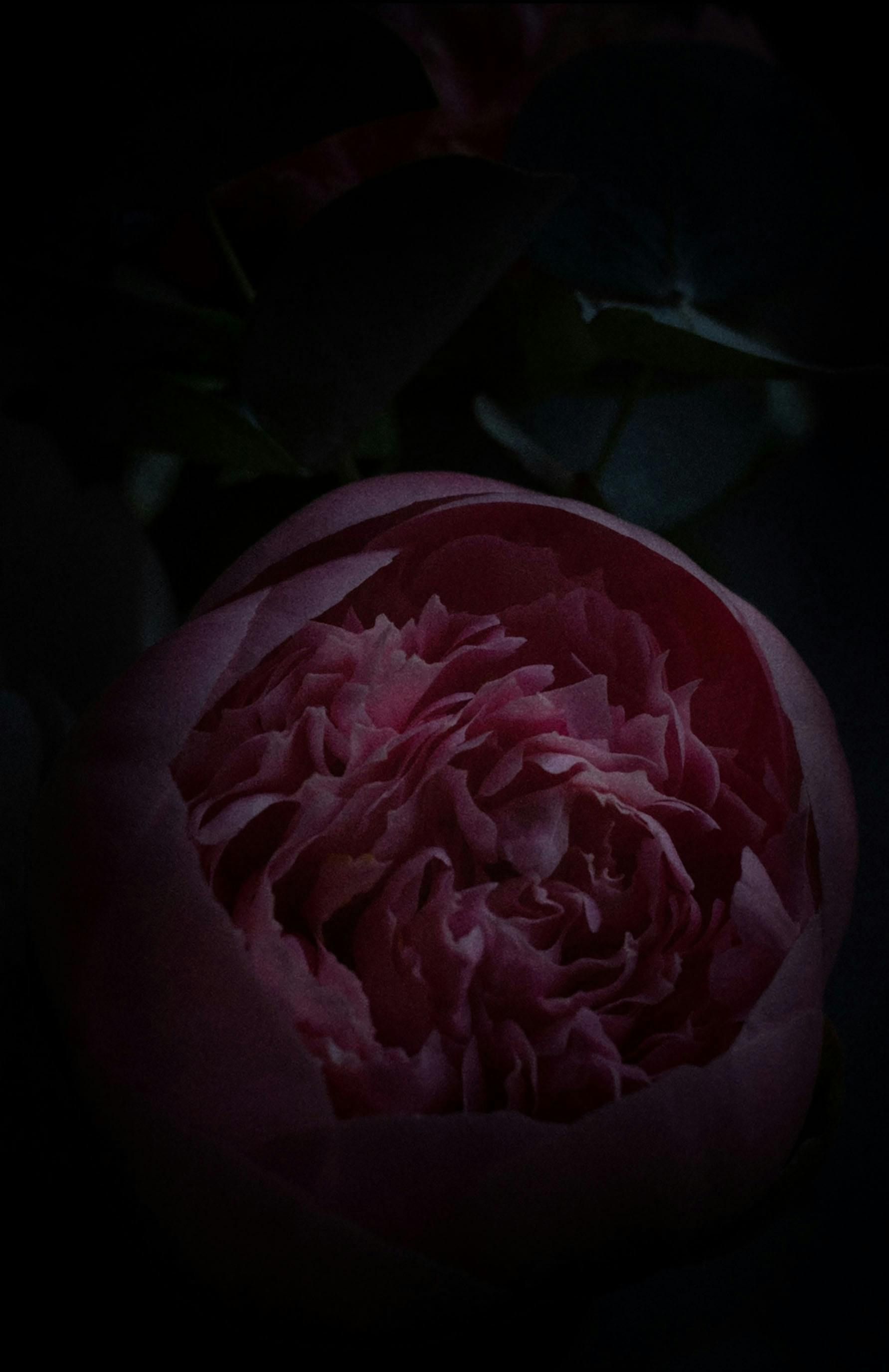 Close-up of a pink peony bloom in low light against a dark background