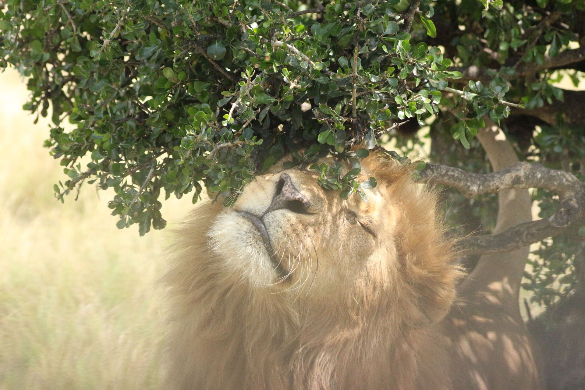 Lion in sunlight rubbing against leaves and branches.