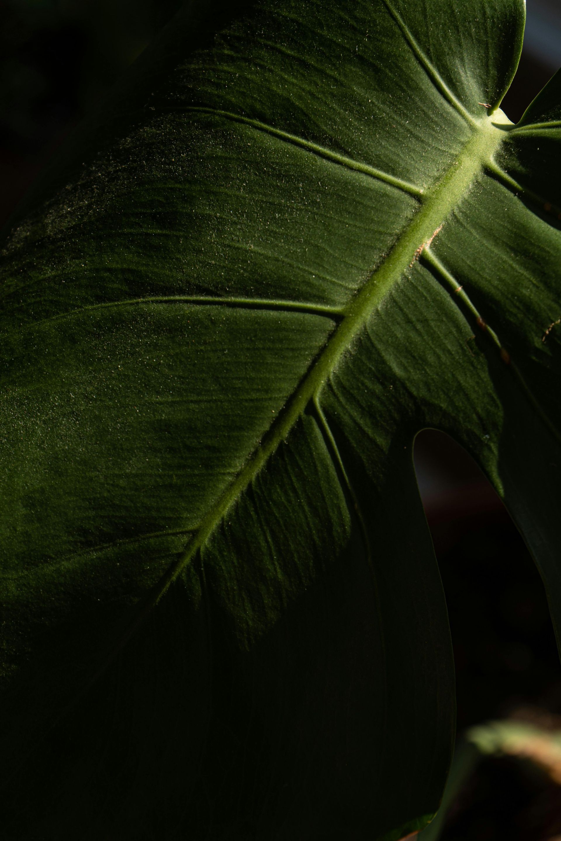 Somatic healing. Image of a close-up shot of a green leaf.