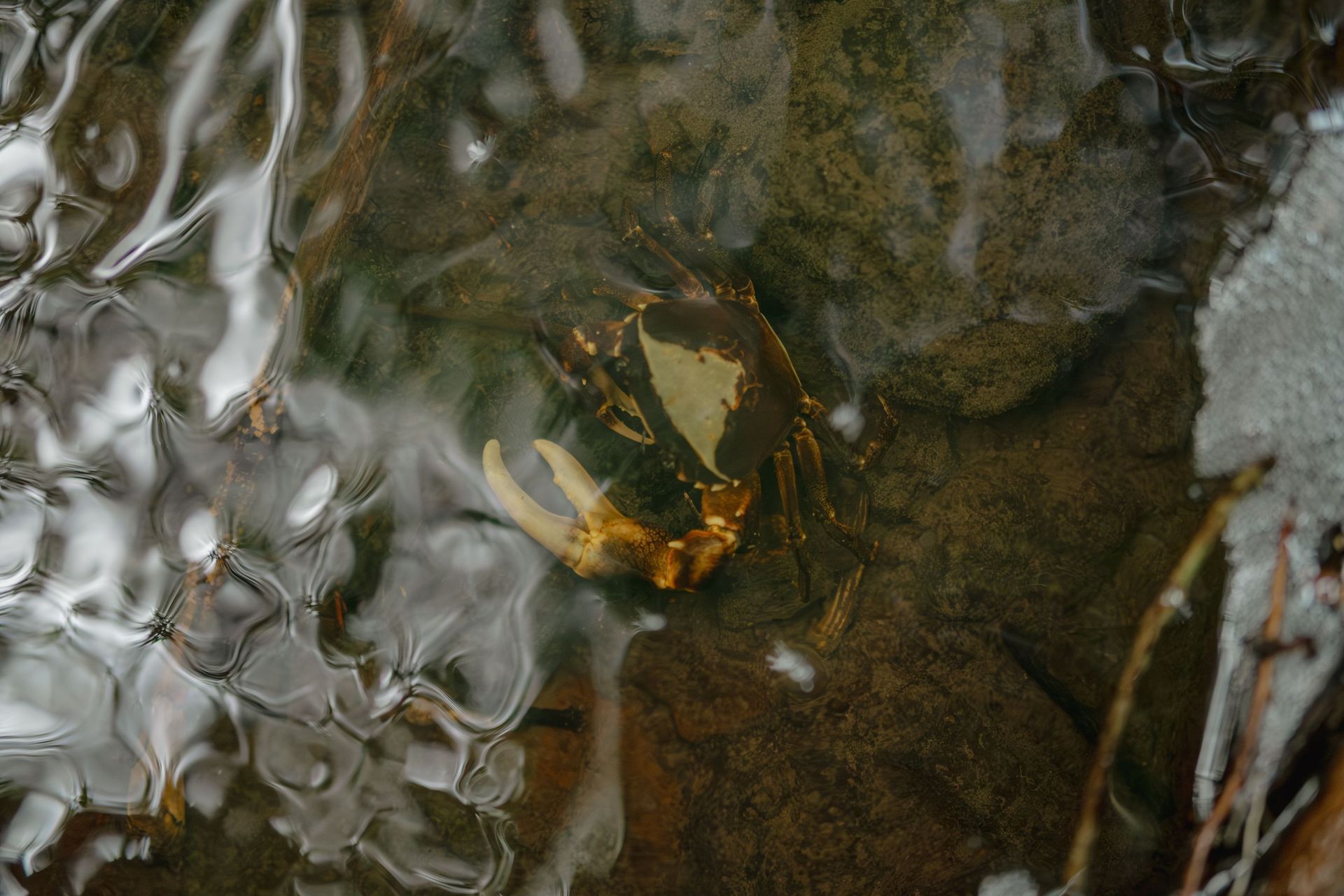 A crab underwater