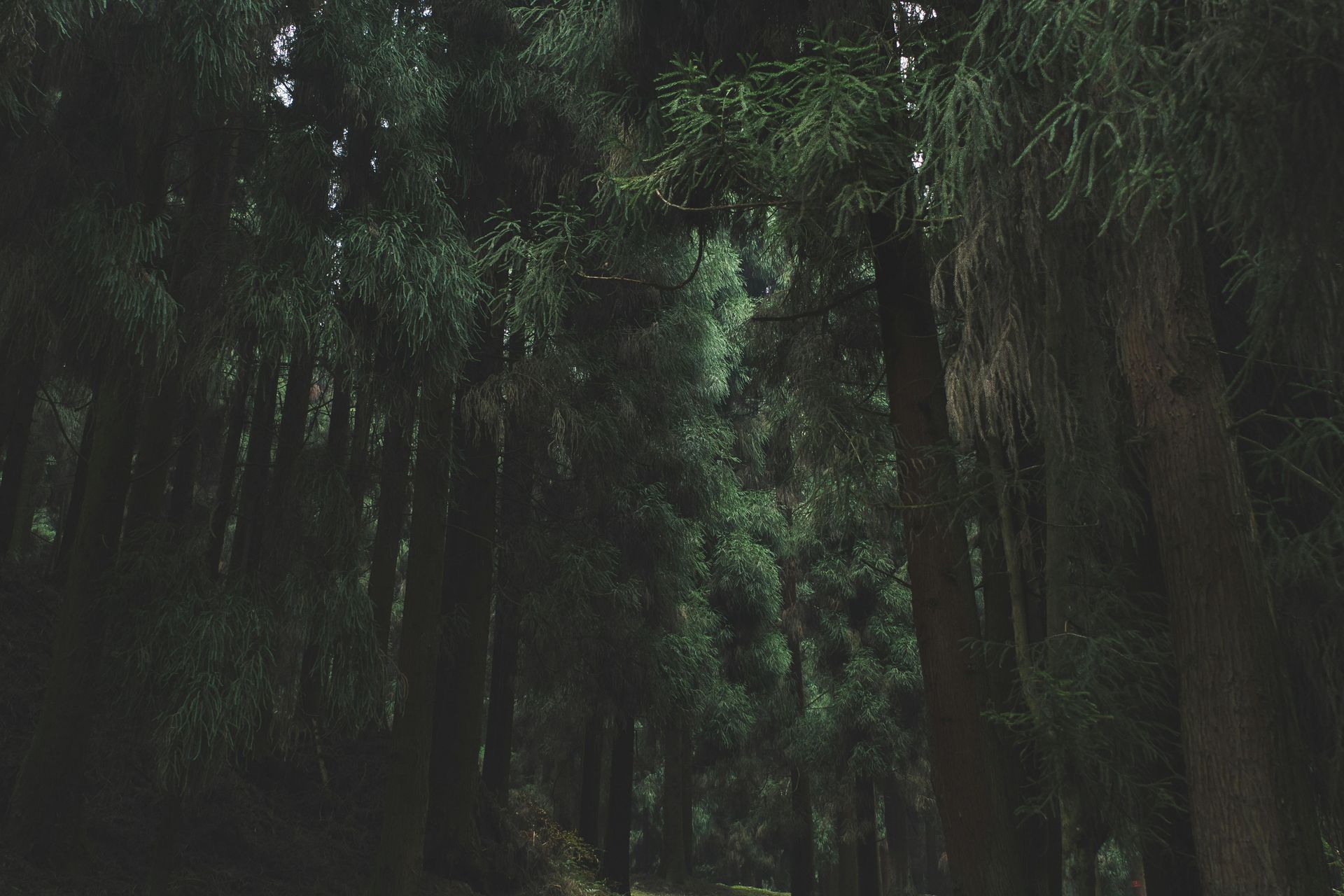 Image of a forrest with tall green pines