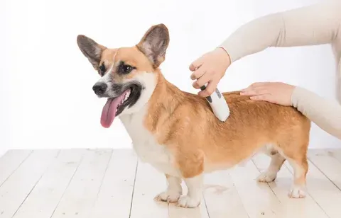 Meet the Long Hair Corgis: A Guide to Grooming and Care