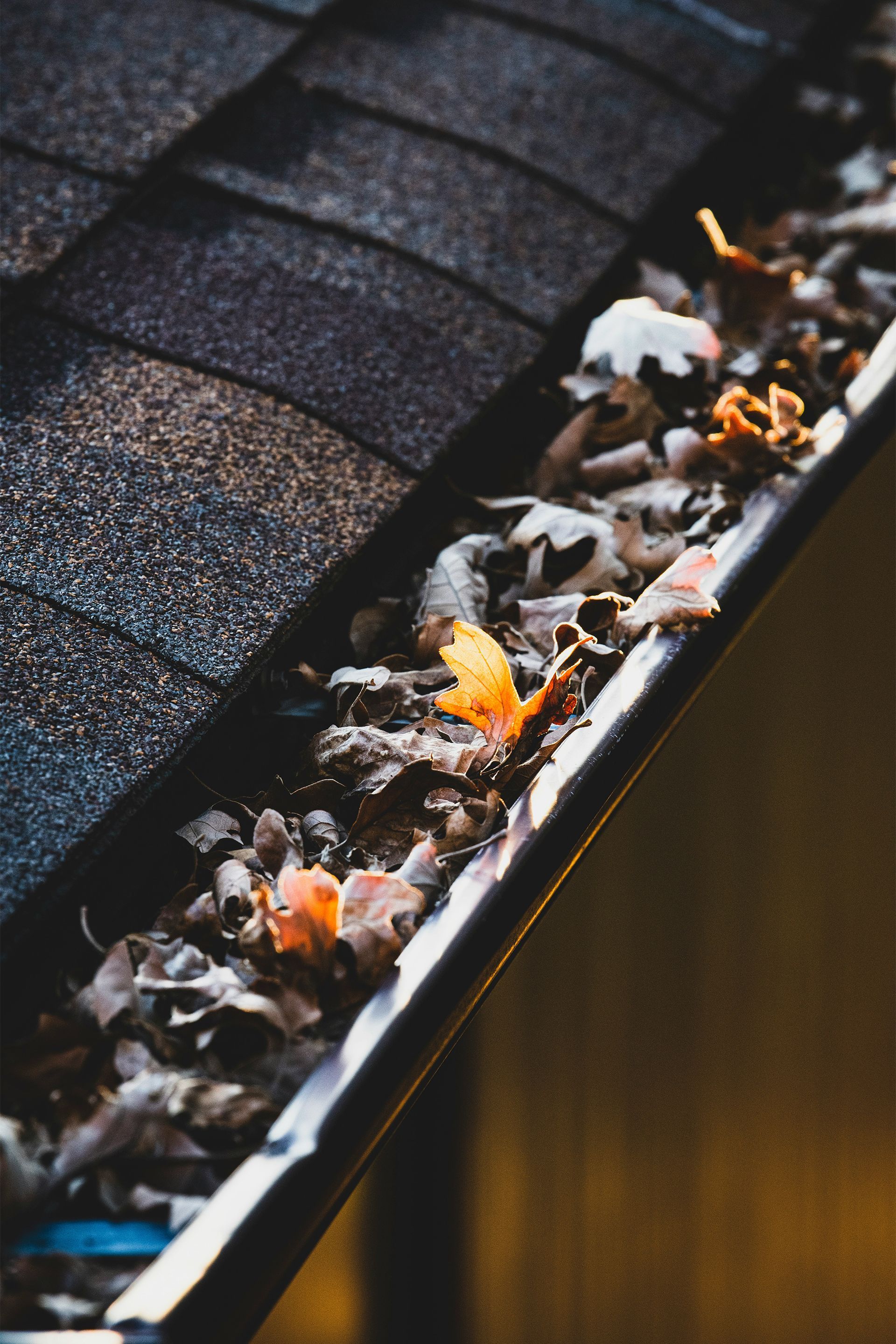 Close-up of a shingled roof gutter filled with fallen leaves and debris.