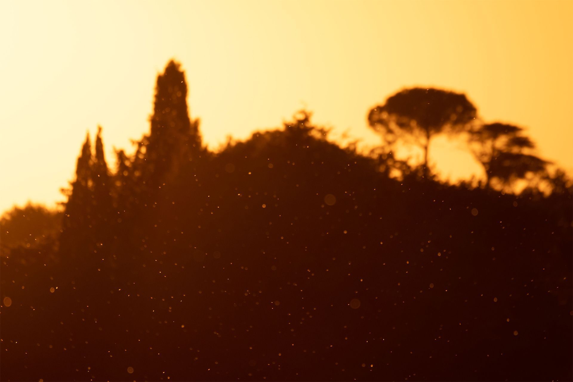 Silhouetted trees against an orange sunset sky with drifting specks in the foreground.