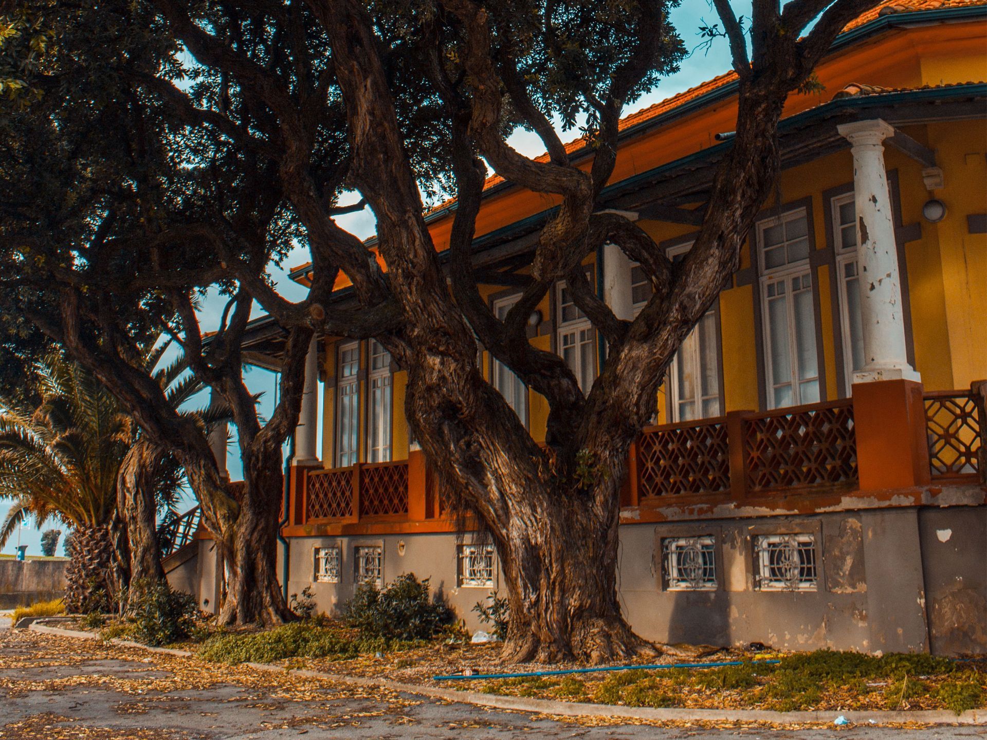 Old building with orange roof behind large trees on a quiet street.