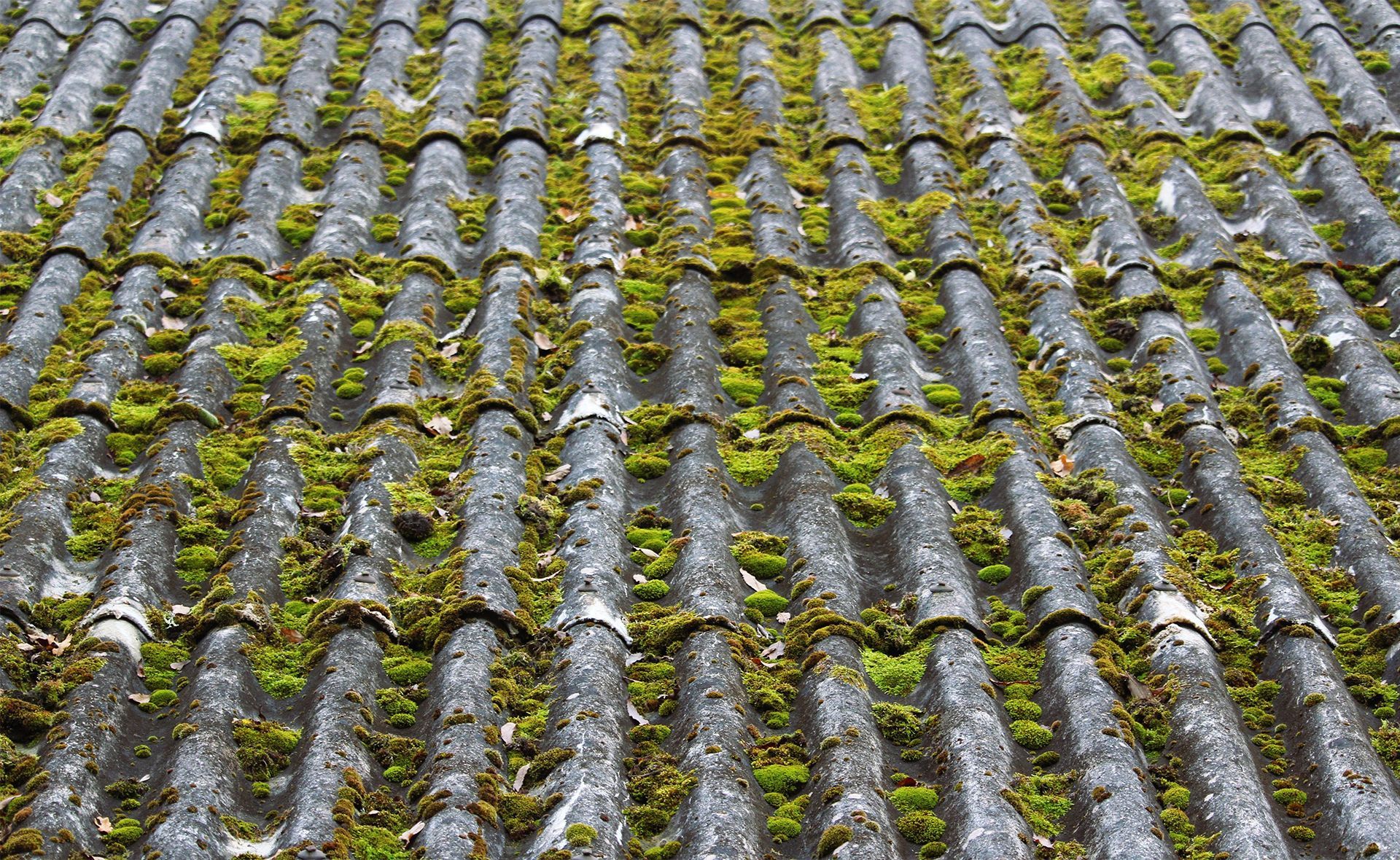 Rows of green moss growing between gray roof tiles in a close-up pattern.