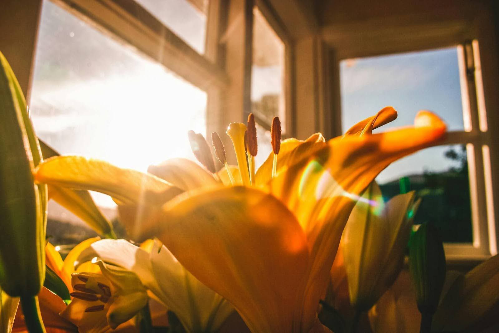 Morning sun glare on windows.