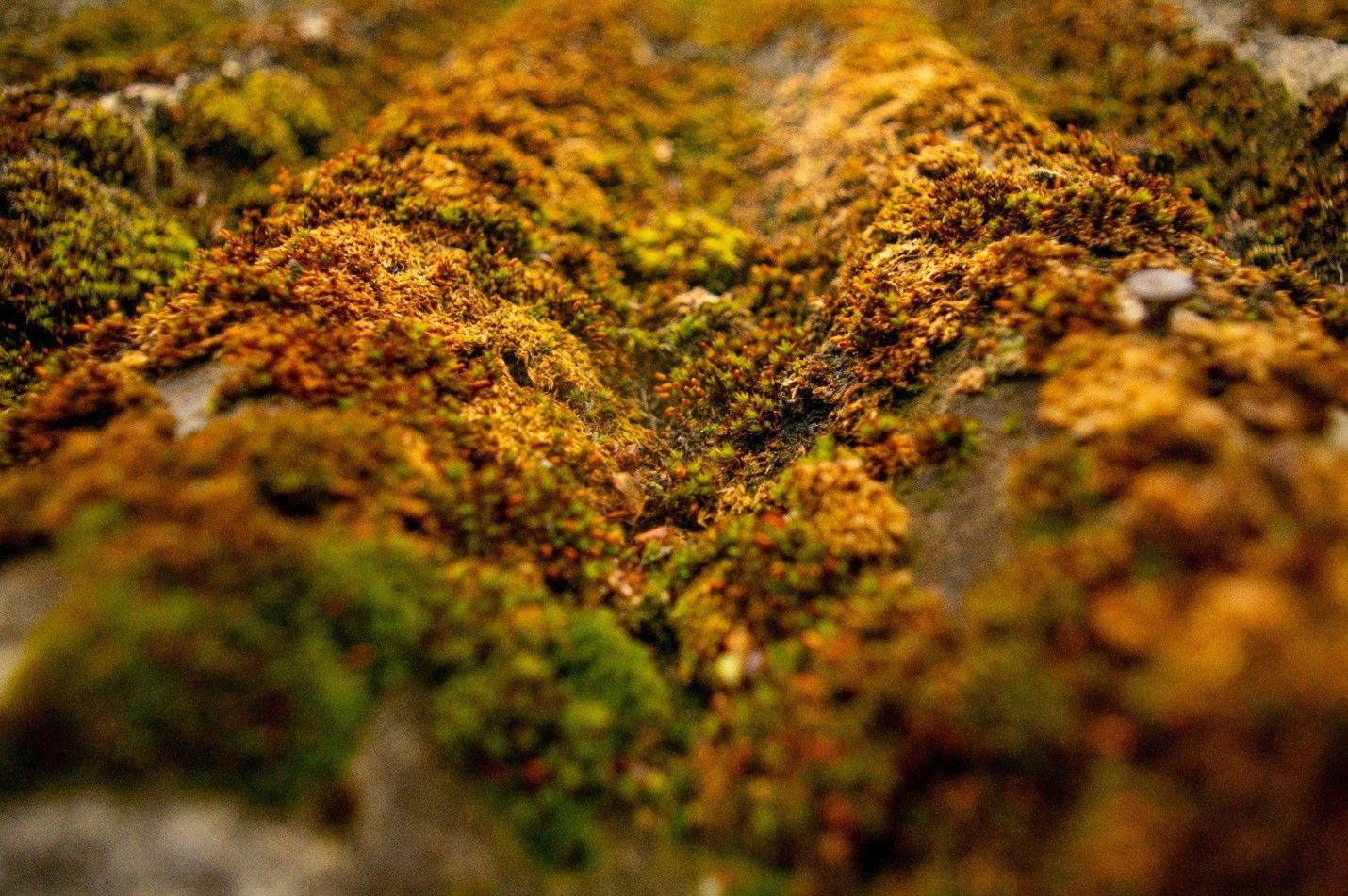 Moss algae removal