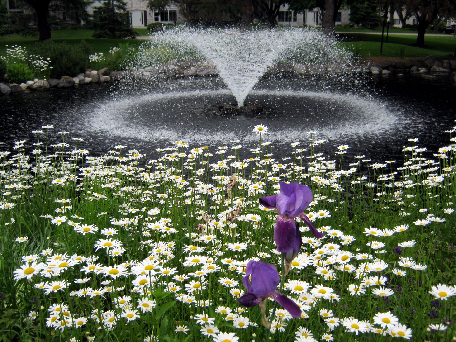 A fountain surrounded by daisies and purple flowers