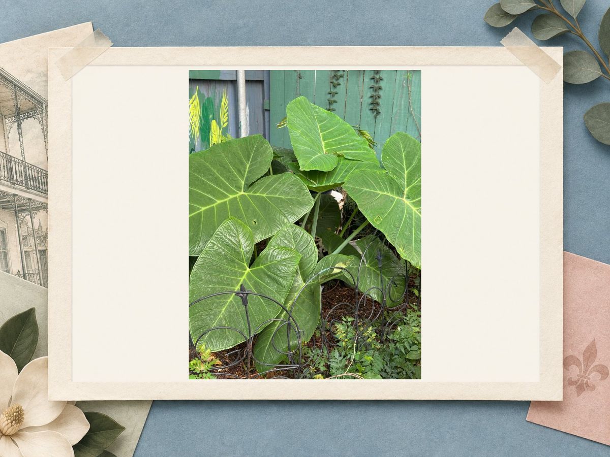 Tropical backyard plants at The New Marigny House vacation rental in New Orleans, presented in a scrapbook frame