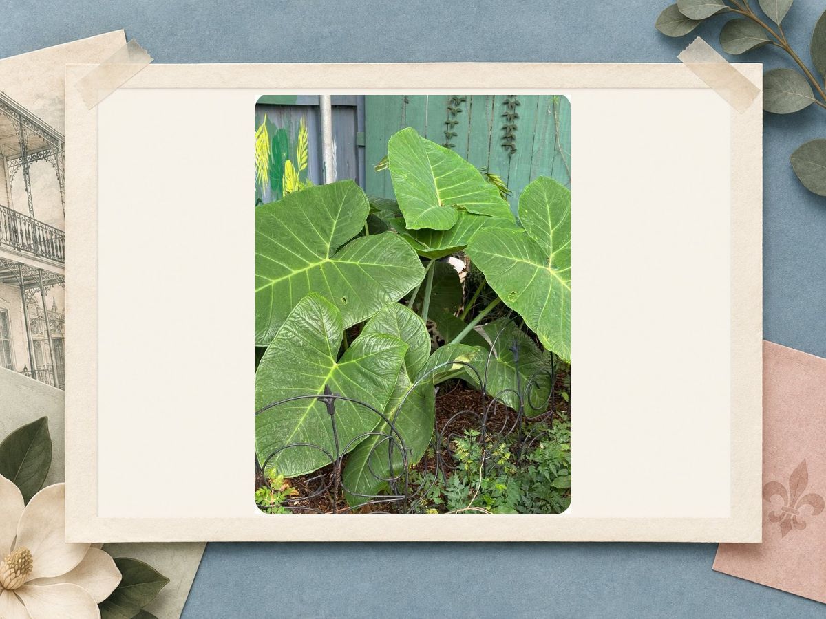 Lush garden plants at The New Marigny House vacation rental in St. Roch, New Orleans
