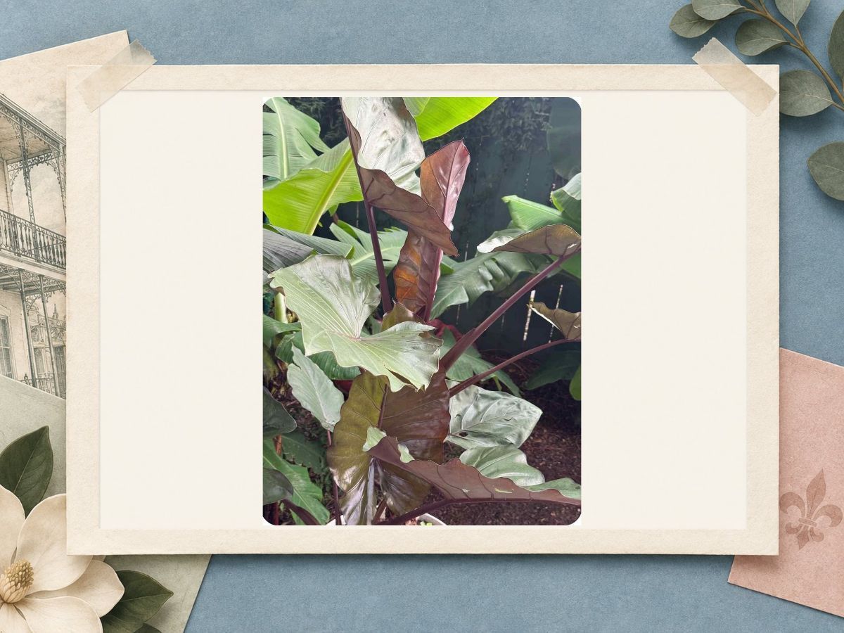 Tropical garden foliage at The New Marigny House vacation rental in St. Roch, New Orleans