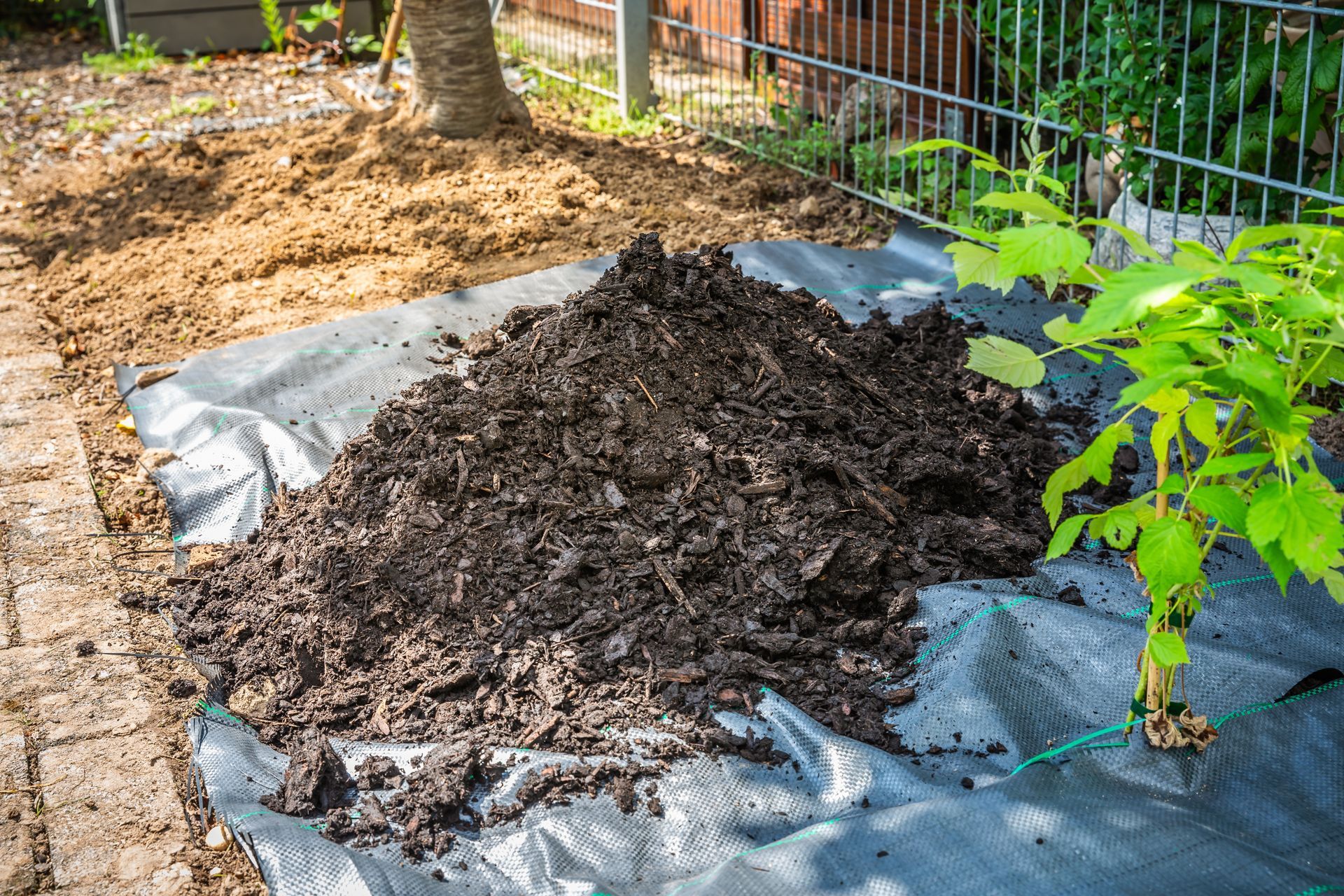 Mulched garden bed with black plastic edging, young green plants, and a wire fence in the background