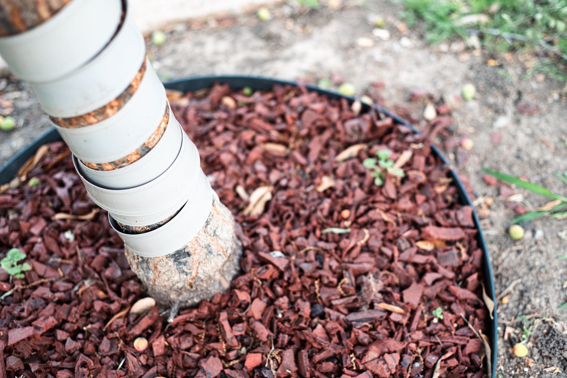 Birch tree trunk in a mulched garden bed near concrete edging