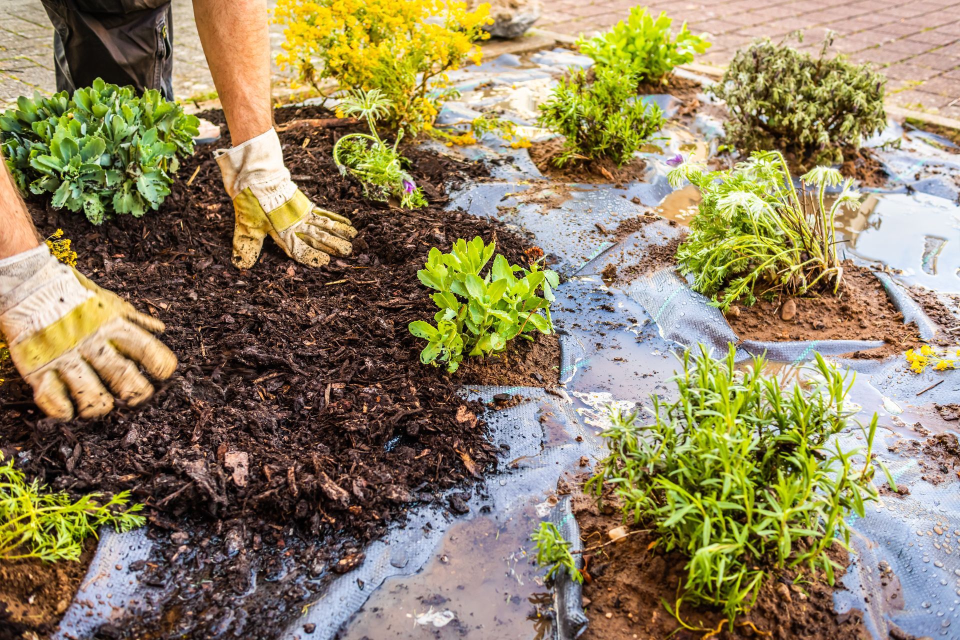 Gardener planting seedlings in a mulched garden bed with drip irrigation and plastic sheeting