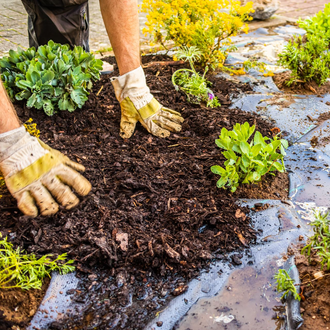 Gardener's gloved hands planting green seedlings in dark soil beside a wet garden path