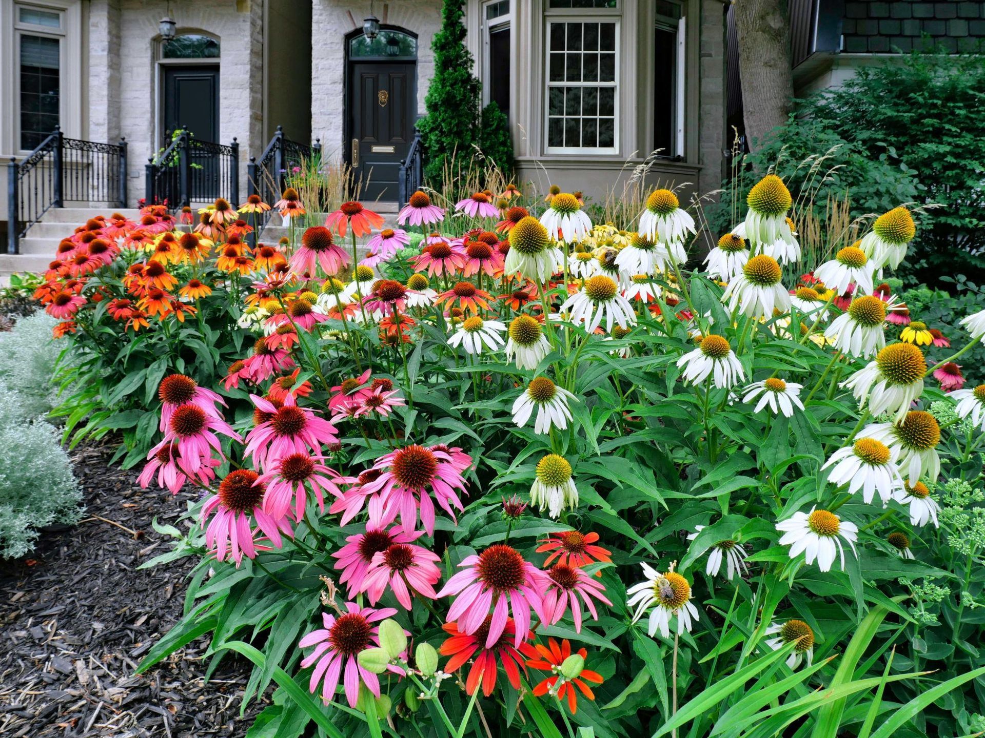 Colorful flower garden with pink, white, orange, and red blooms in front of a house
