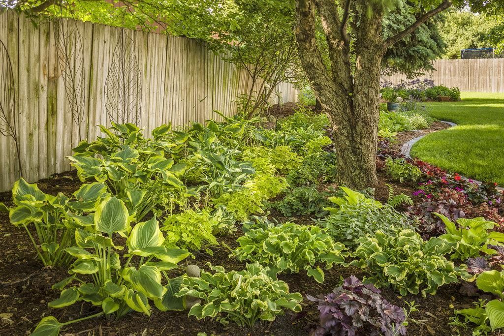Lush garden bed with green and purple foliage beside a wooden fence and tree