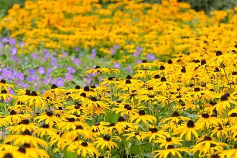 Yellow black-eyed Susans and purple flowers filling a sunny field