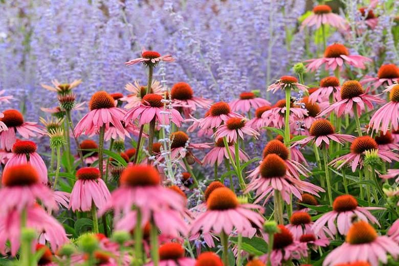 Pink coneflowers blooming in a colorful garden with purple flowers in the background