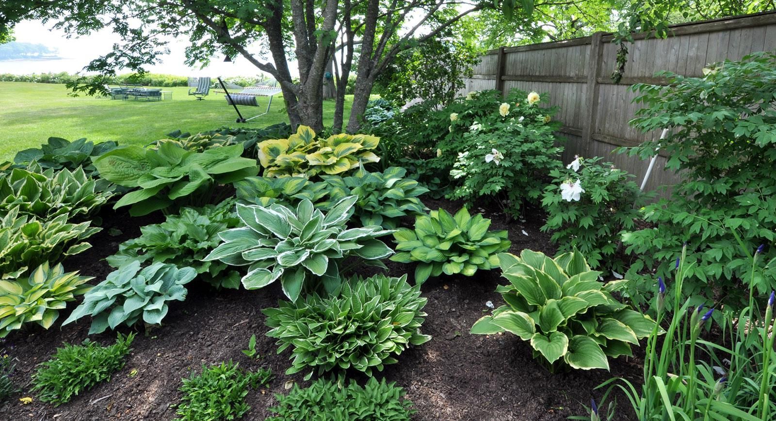 Lush green hostas and other foliage in a shaded garden beside a wooden fence and tree