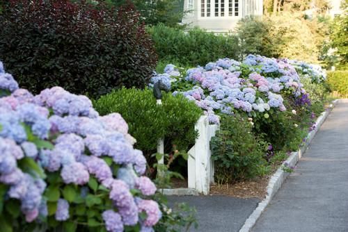 Blooming hydrangeas lining a sidewalk beside a garden path and house