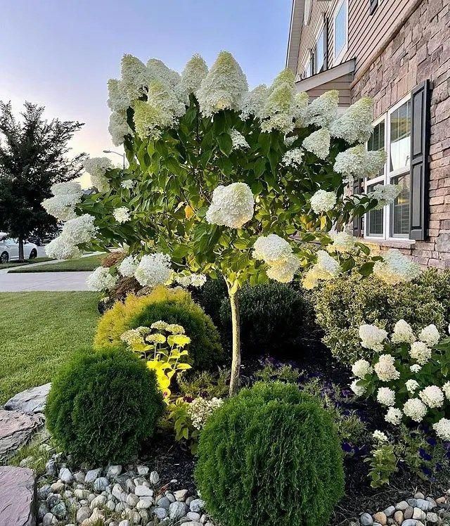 White hydrangea shrub by a brick house, trimmed into a small tree with round green topiary bushes below.