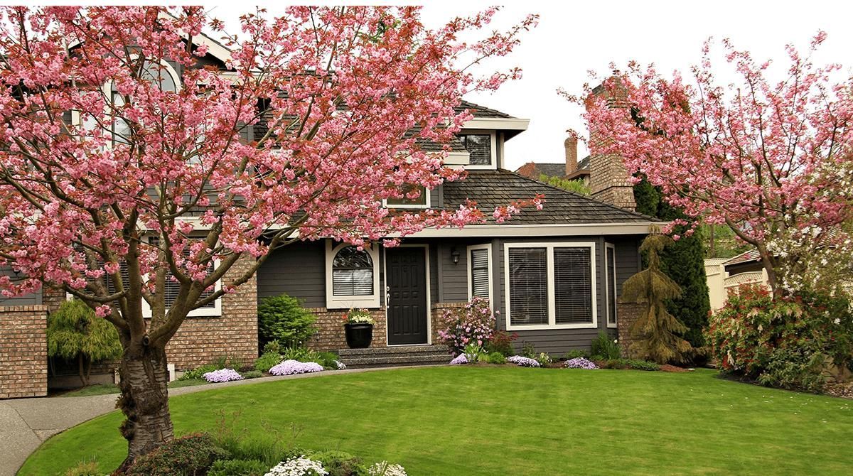 Suburban house with blooming pink cherry trees and a green front lawn