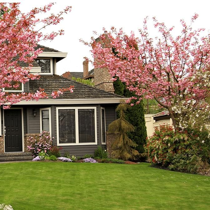 House with blooming pink cherry trees and a green front lawn
