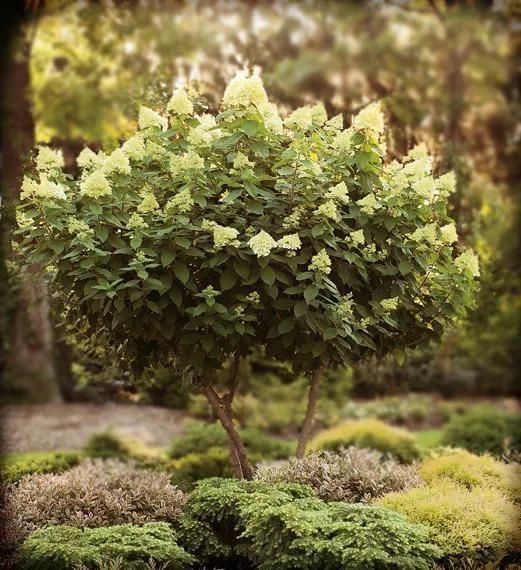 Heart-shaped leafy shrub in a landscaped garden with blurred trees in the background