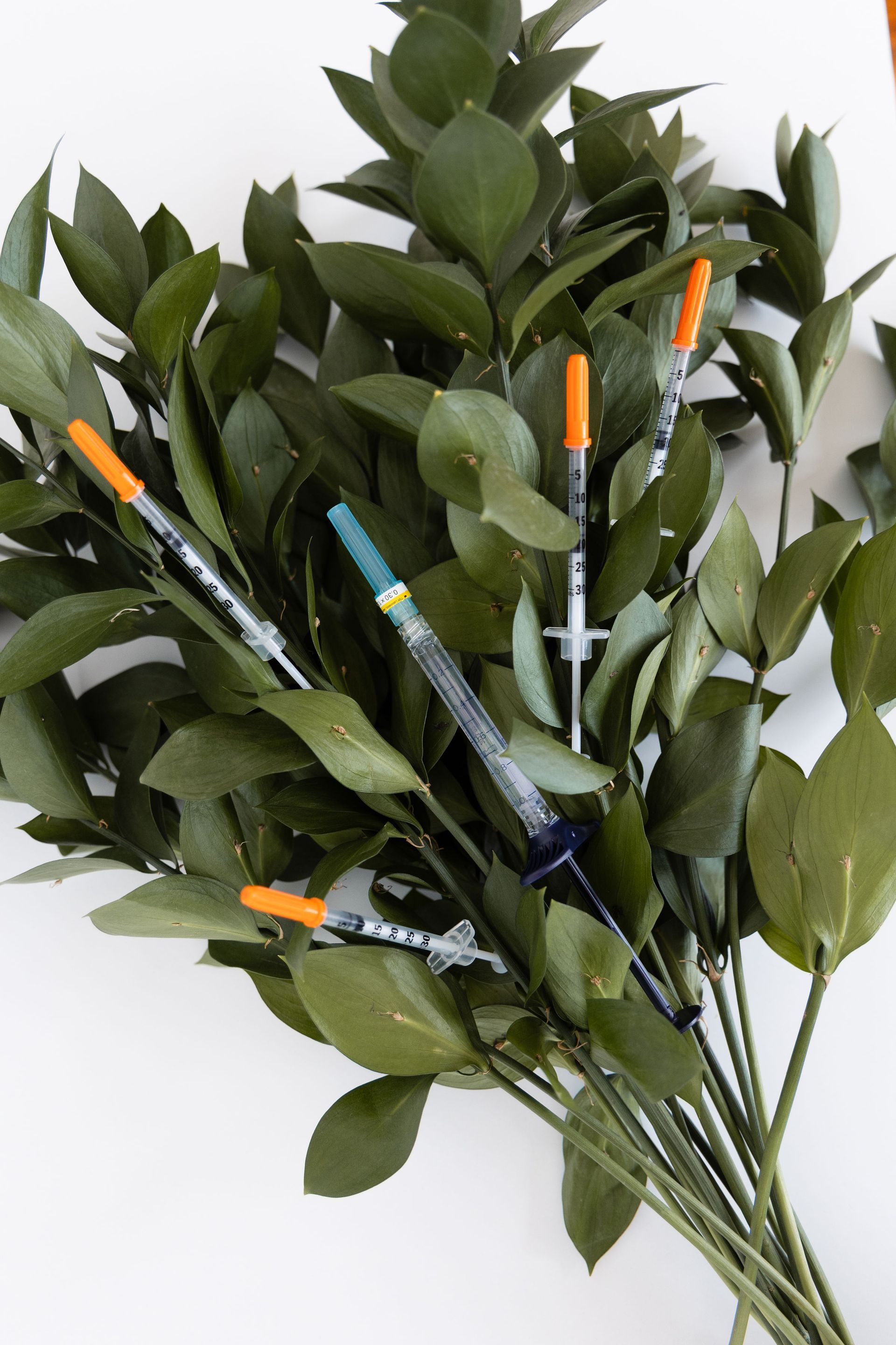 A plant with needles sticking out of it
