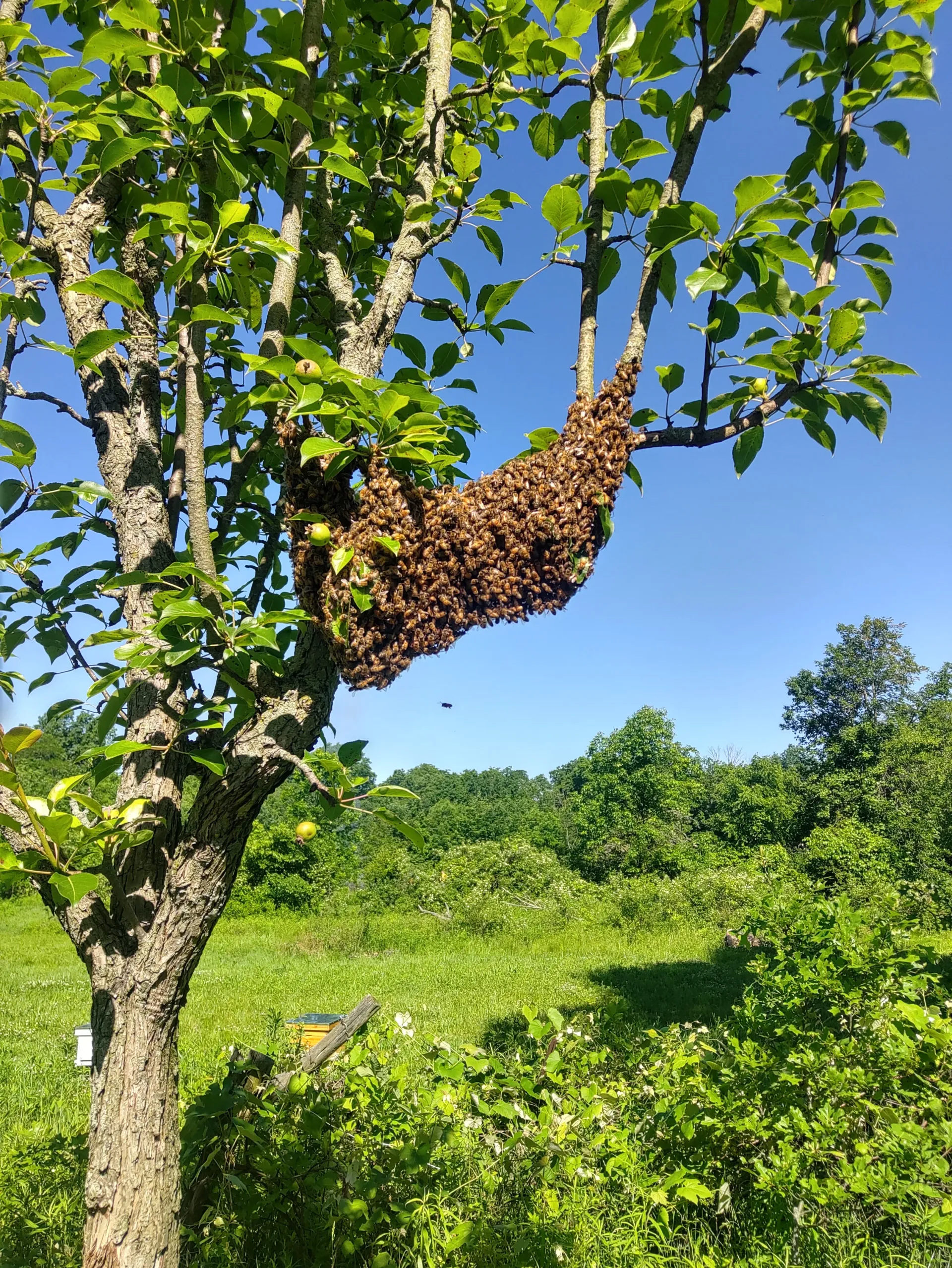A swarm is hanging from a tree branch in a field.