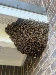 A large bee swarm is sitting on top of a brick wall.