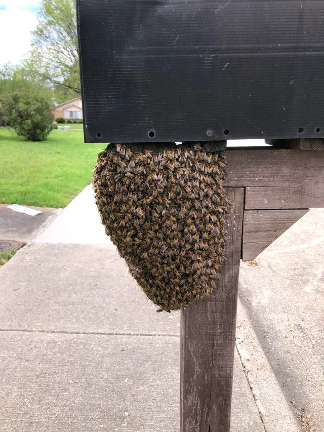 A swarm of bees are sitting on a wooden post under a mailbox